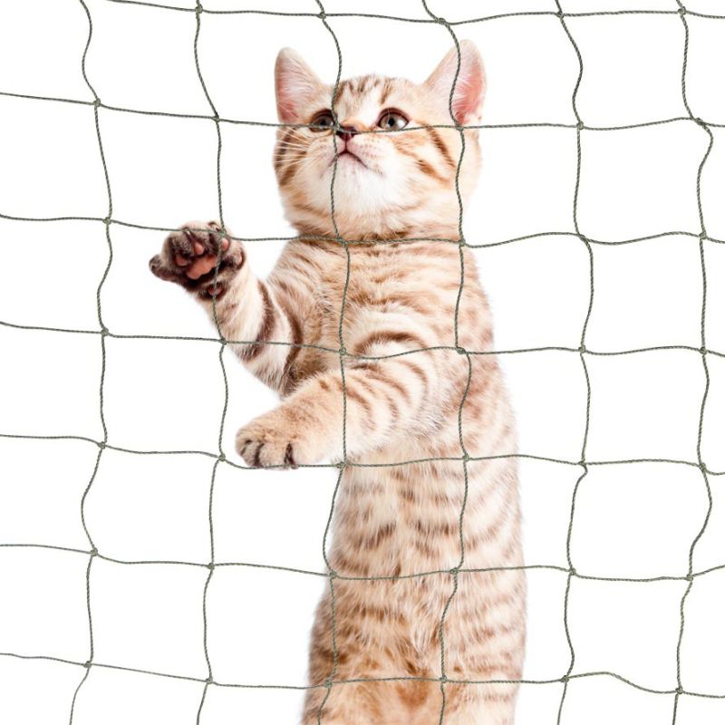 Cat Net- Robust