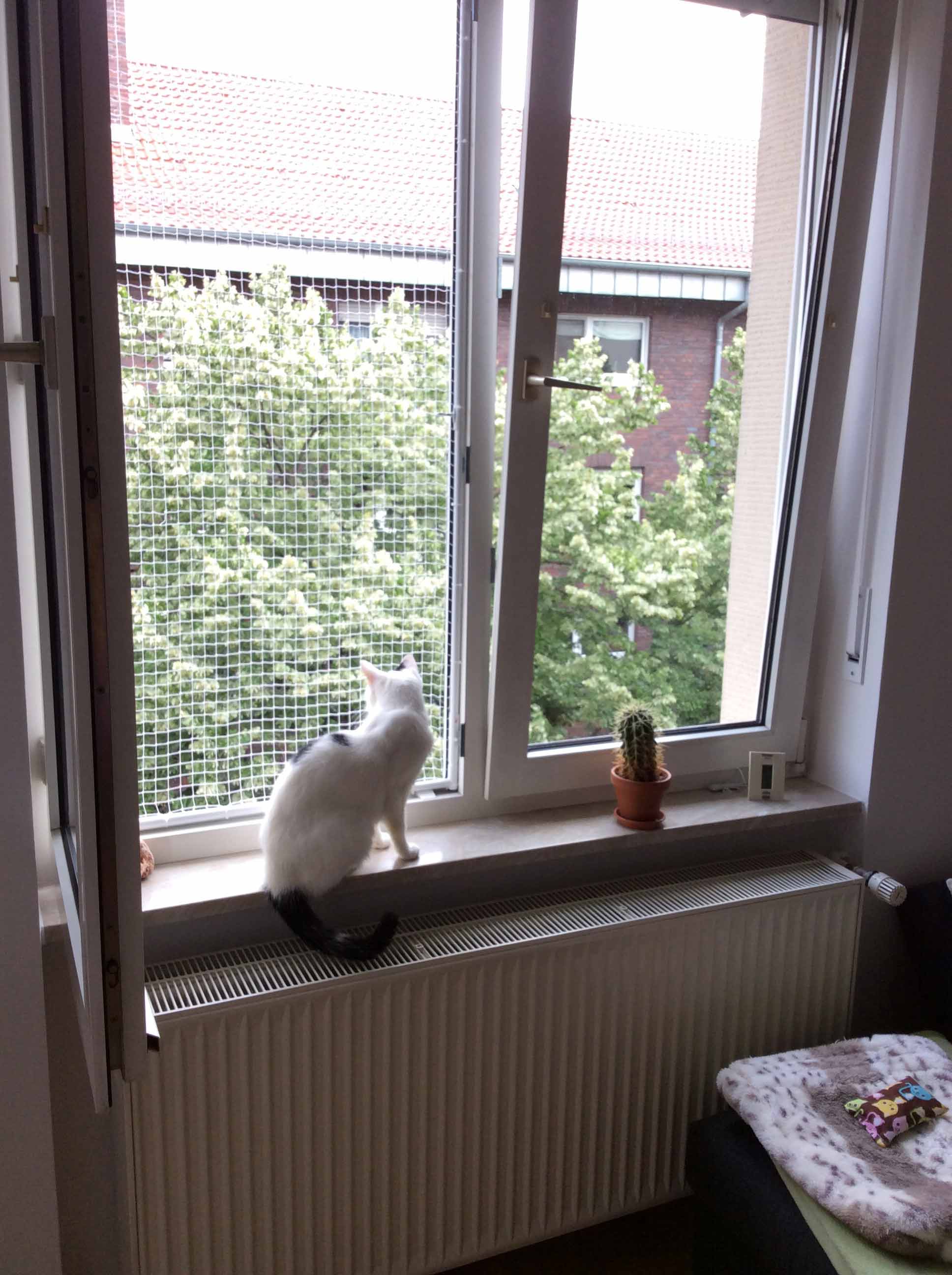 Ein graues kätzchen sitzt auf einer fensterbank an einem fenster mit einem  gitter-sicherheitsschutz