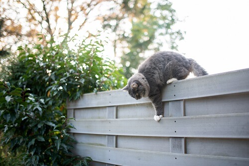 Gartenzaun Katzennetz