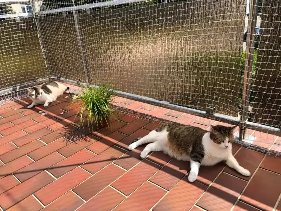Katzennetz an einer Loggia mit Edelstahlseil und Ösenschrauben im Mauerwerk befestigt