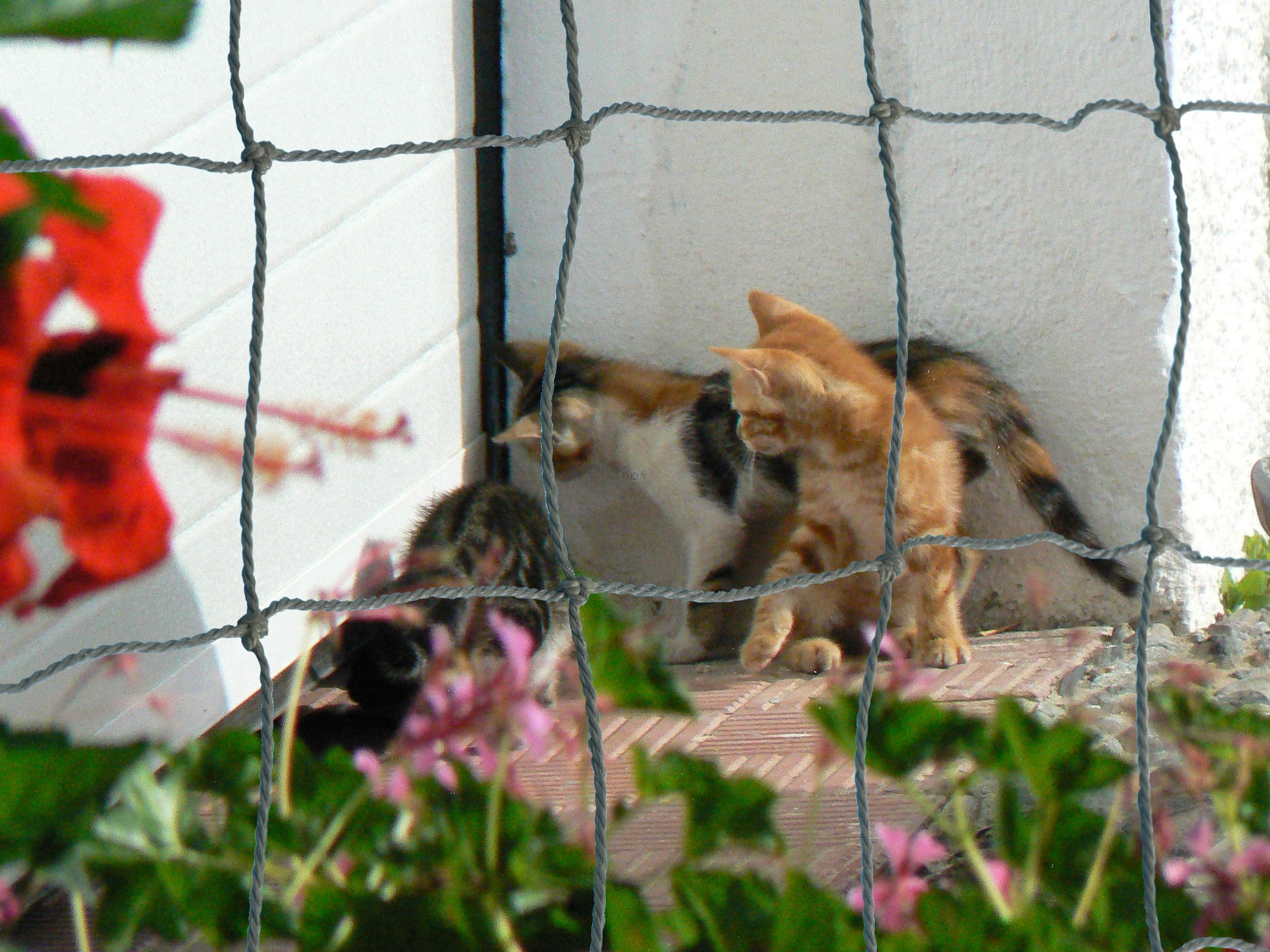 Sonderanfertigung - Boy-Katzennetz - Robust - 30mm Maschenweite - olivgrün - 1.3mm Garnstärke Ø Sonderanfertigung - Boy-Katzennetz - Robust - 30mm Maschenweite - olivgrün - 1.3mm Garnstärke Ø